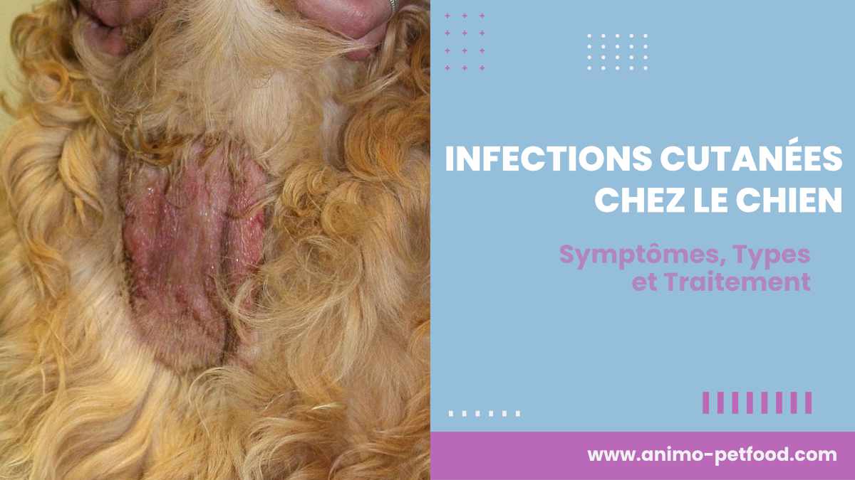 infections-cutanees-chez-le-chien